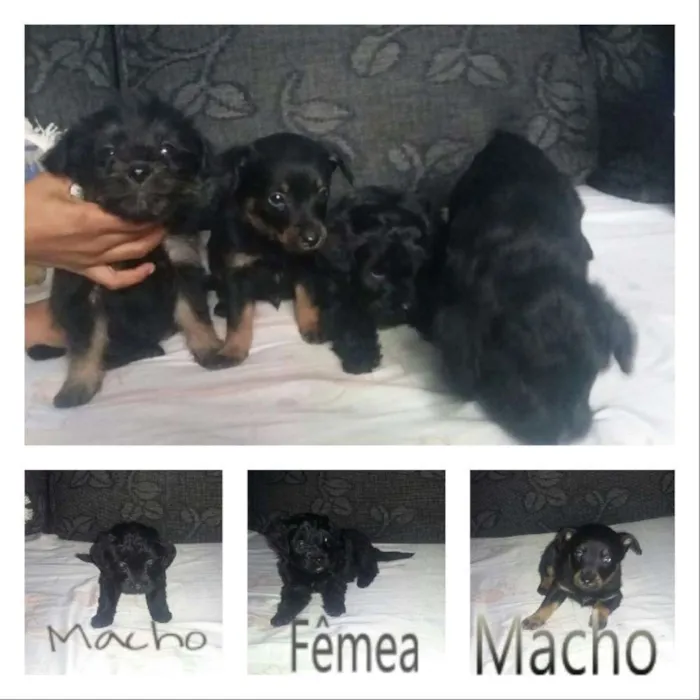 Cachorro ra a Poodle c/ vira lata  idade Abaixo de 2 meses nome filhotes levados