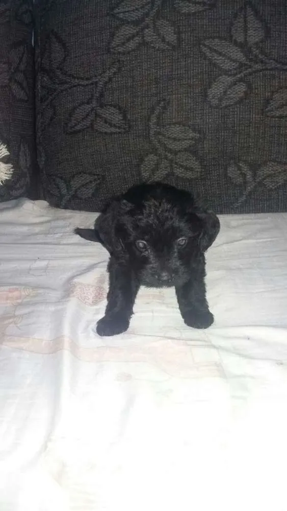 Cachorro ra a Poodle c/ vira lata  idade Abaixo de 2 meses nome filhotes levados