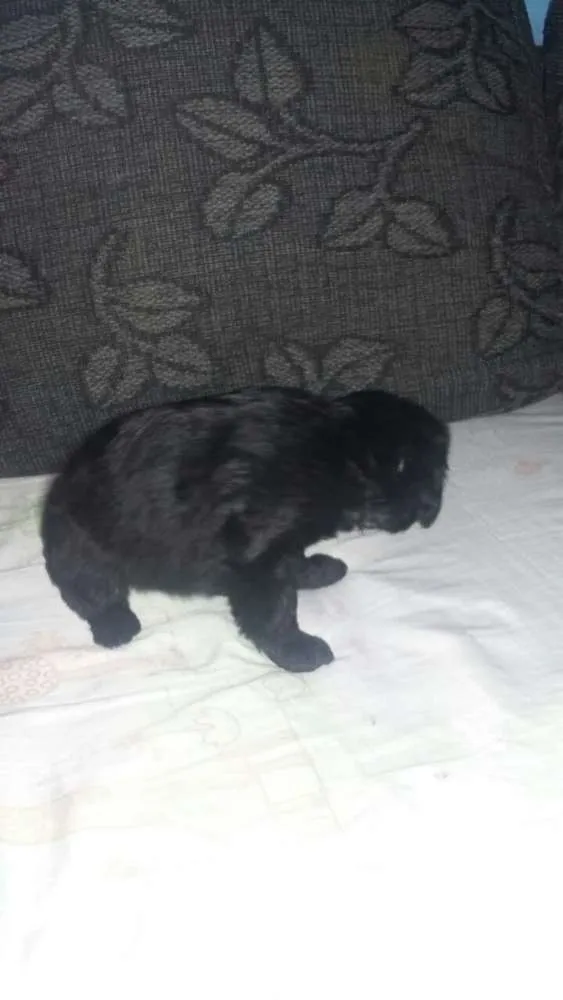 Cachorro ra a Poodle c/ vira lata  idade Abaixo de 2 meses nome filhotes levados