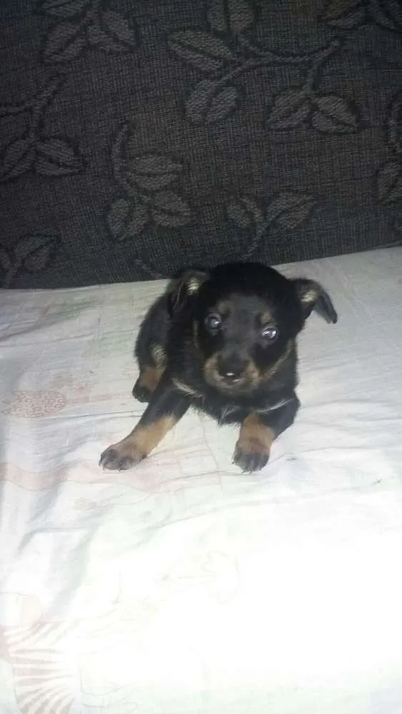Cachorro ra a Poodle c/ vira lata  idade Abaixo de 2 meses nome filhotes levados