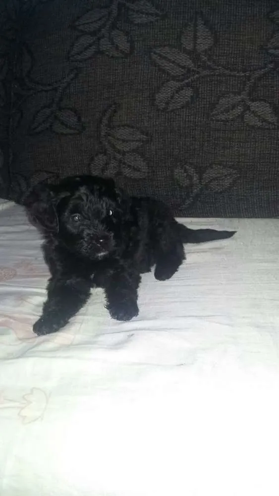 Cachorro ra a Poodle c/ vira lata  idade Abaixo de 2 meses nome filhotes levados