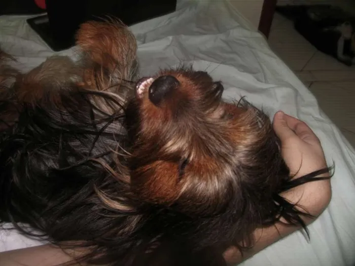 Cachorro raça mix yorkshire idade 3 anos nome Stark