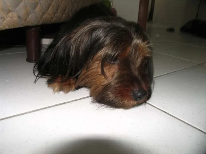 Cachorro raça mix yorkshire idade 3 anos nome Stark