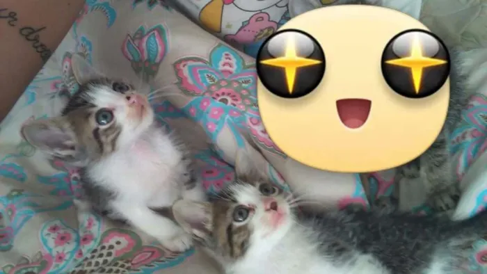 Gato ra a Misturado idade 2 a 6 meses nome Princesa e zezinho