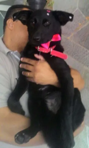 Cachorro raça Srd  idade 7 a 11 meses nome Pantera 