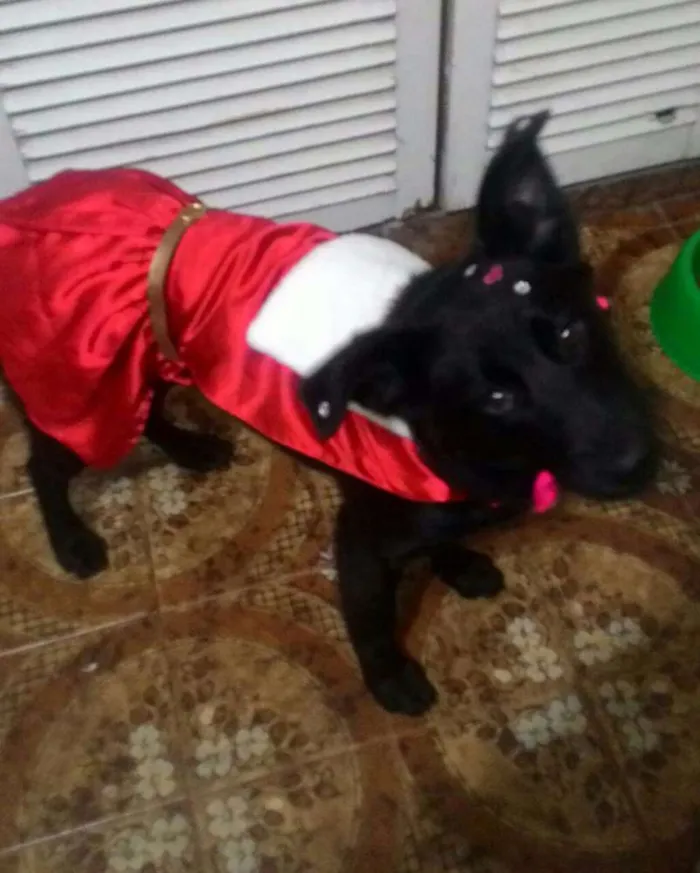 Cachorro ra a Srd  idade 7 a 11 meses nome Pantera 
