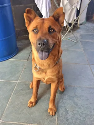 Cachorro raça Misto idade 1 ano nome Max