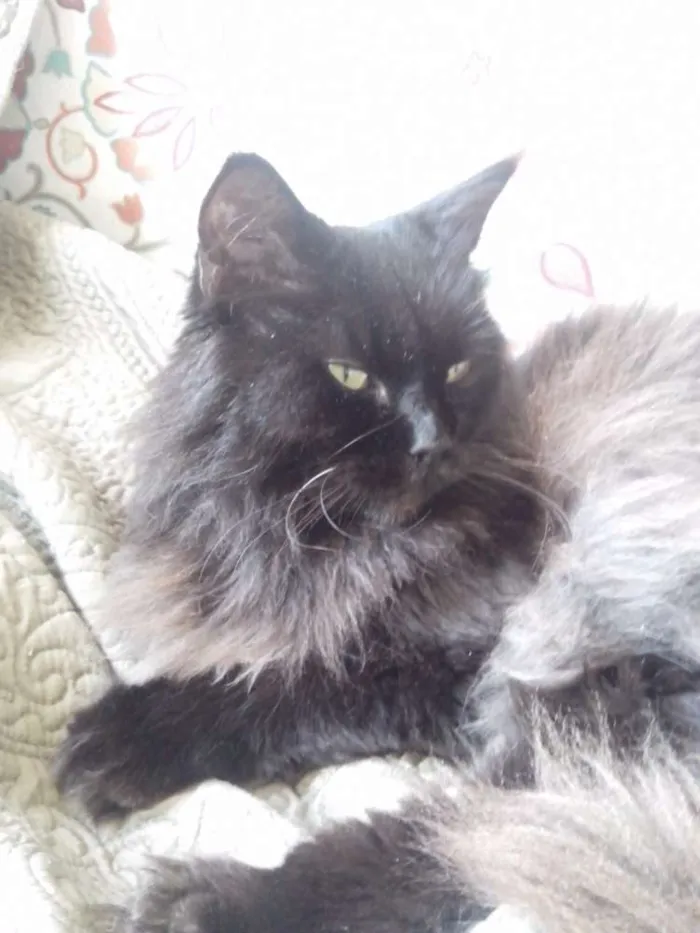 Gato ra a Persa idade 4 anos nome Julieta