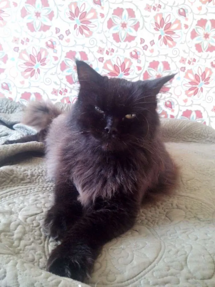Gato ra a Persa idade 4 anos nome Julieta