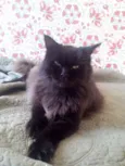 Julieta