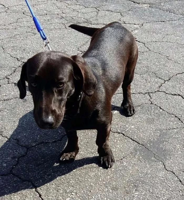 Cachorro ra a Basset idade 2 a 6 meses nome Adote