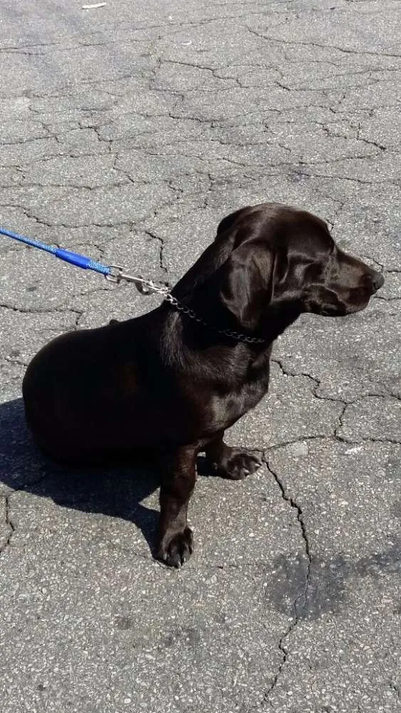 Cachorro ra a Basset idade 2 a 6 meses nome Adote