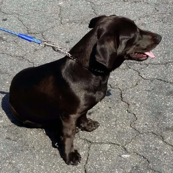 Cachorro ra a Basset idade 2 a 6 meses nome Adote