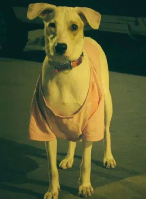 Cachorro raça Mistura idade 1 ano nome Marcelina