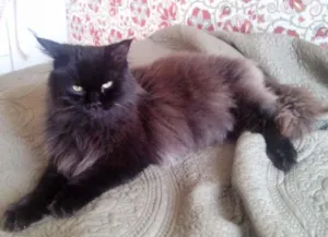 Gato raça Persa idade 4 anos nome Julieta
