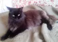Julieta