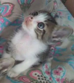 Gato raça Misturado idade 2 a 6 meses nome Princesa e zezinho