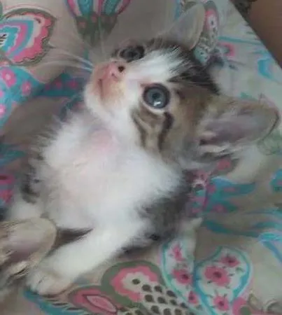 Gato ra a Misturado idade 2 a 6 meses nome Princesa e zezinho