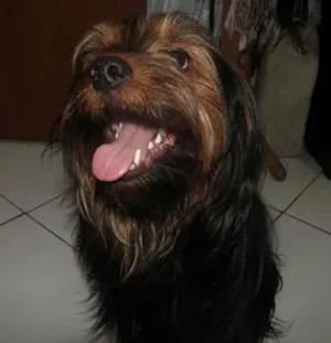 Cachorro raça mix yorkshire idade 3 anos nome Stark