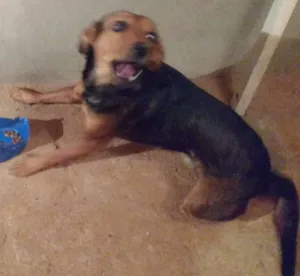 Cachorro raça Indefinida idade 1 ano nome Lola