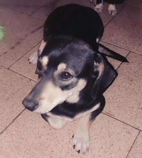 Cachorro ra a Bac 4 idade 1 ano nome Melissa 