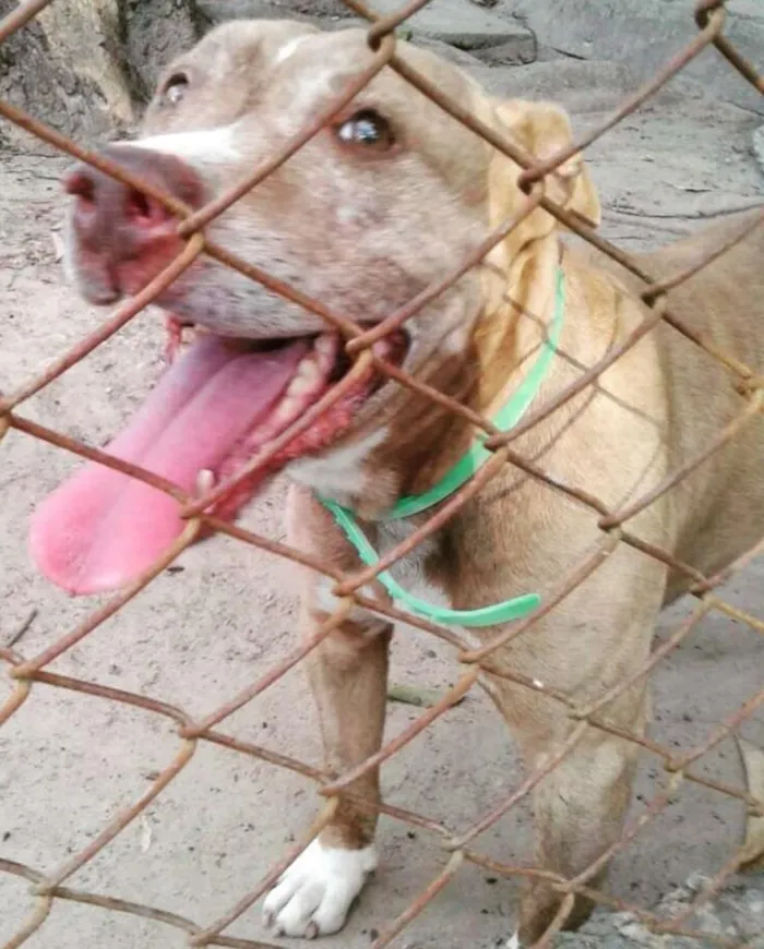 Cachorro ra a Pit-Bull idade 4 anos nome LION