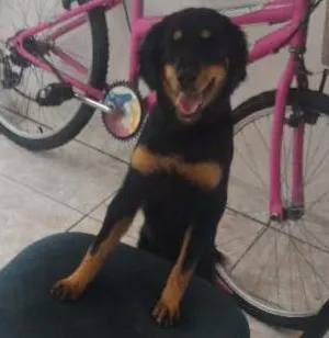 Cachorro raça SRD idade 7 a 11 meses nome Chikorita