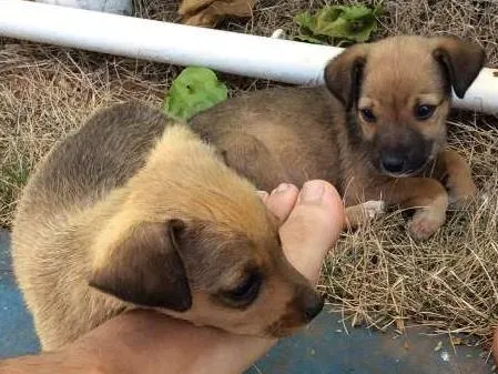 Cachorro ra a SRD idade Abaixo de 2 meses nome SEM NOME