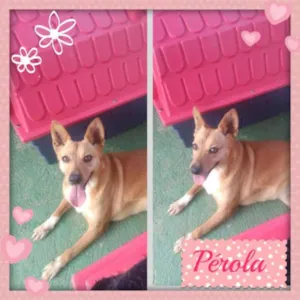 Cachorro raça srd idade 2 anos nome pérola