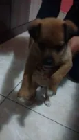 Bebe