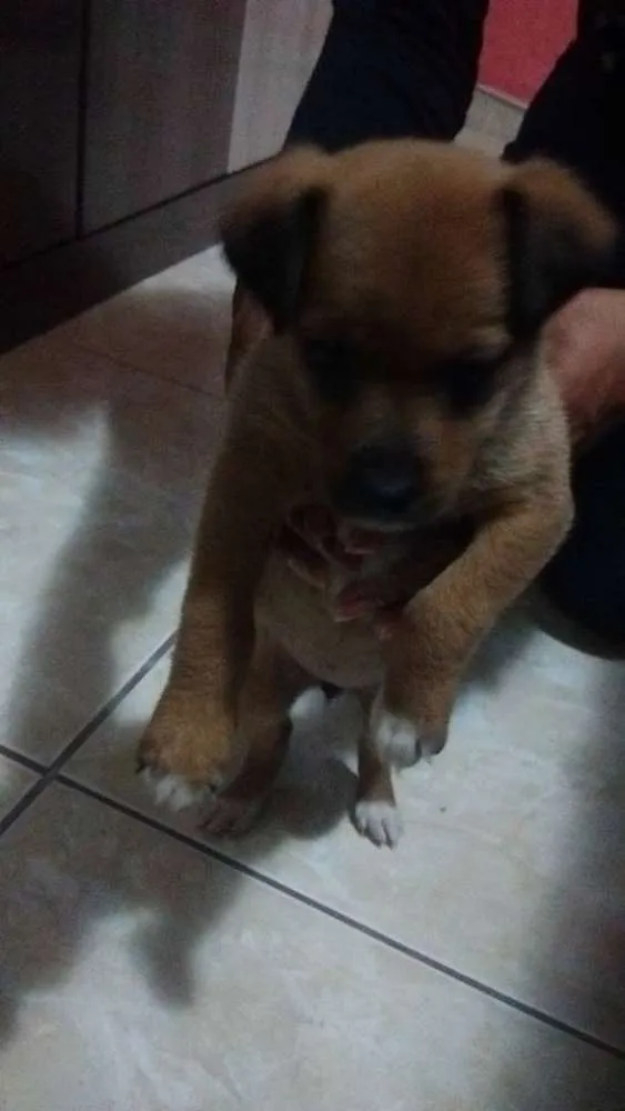 Cachorro ra a SRD idade 2 a 6 meses nome Bebe