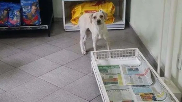 Cachorro raça SRD idade 2 anos nome Vitória
