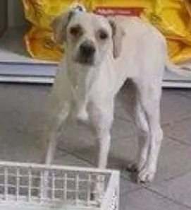 Cachorro raça SRD idade 2 anos nome Vitória