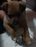 Bebe