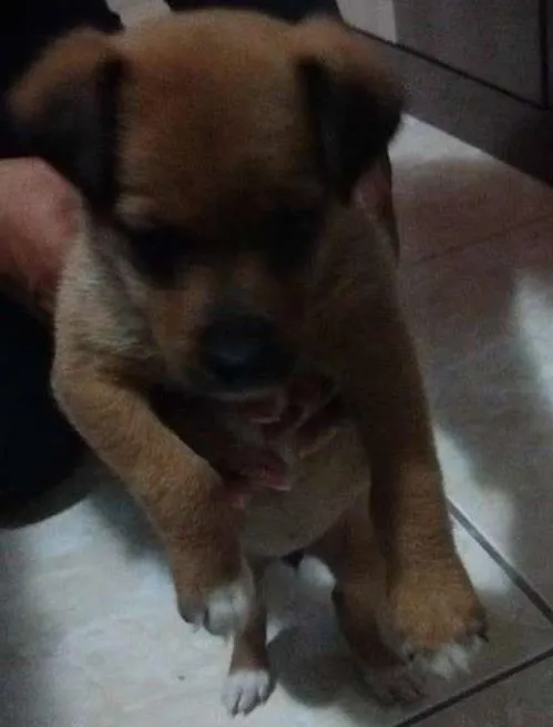 Cachorro ra a SRD idade 2 a 6 meses nome Bebe