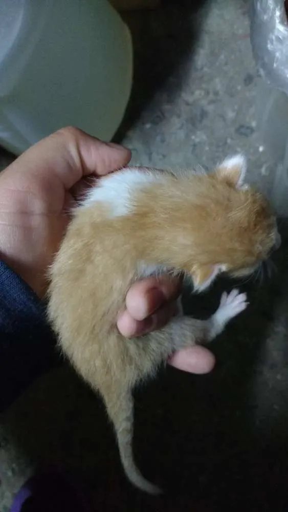 Gato raça indefinida idade Abaixo de 2 meses nome sem nome