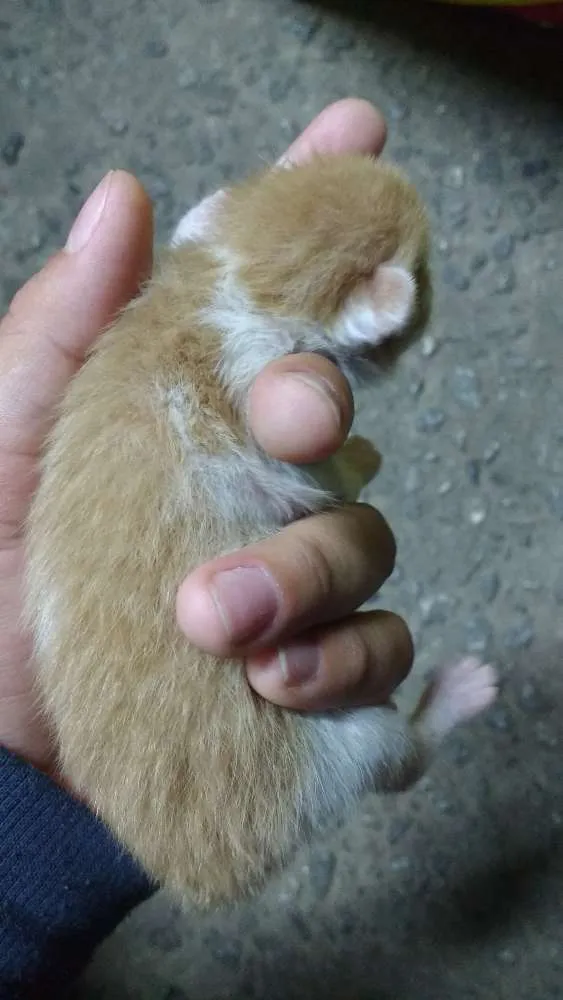 Gato raça indefinida idade Abaixo de 2 meses nome sem nome