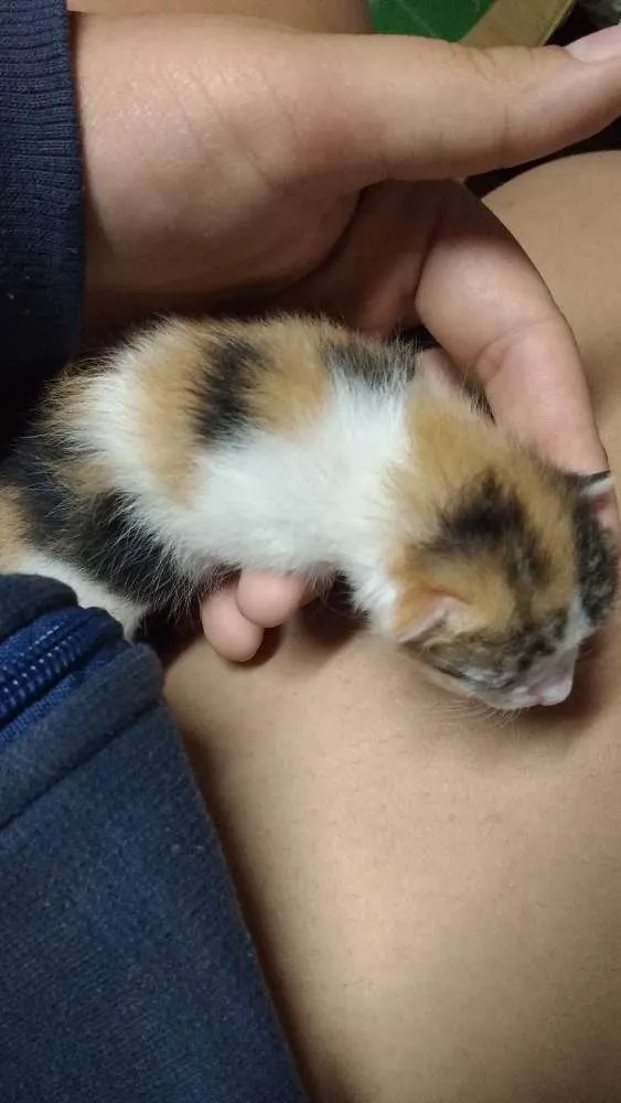 Gato raça indefinida idade Abaixo de 2 meses nome sem nome