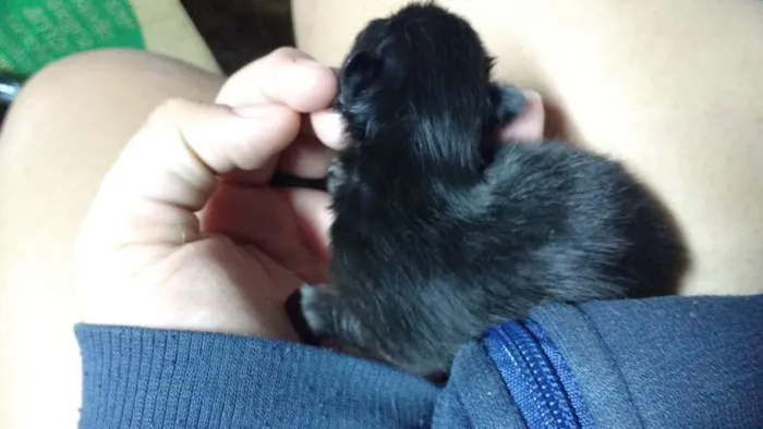 Gato raça indefinida idade Abaixo de 2 meses nome sem nome