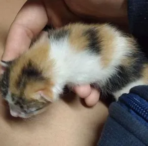 Gato raça indefinida idade Abaixo de 2 meses nome sem nome