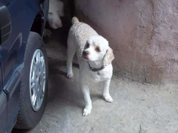 Cachorro ra a Poodle idade 6 ou mais anos nome Frederyco