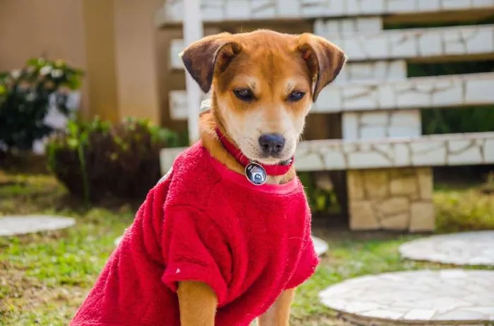 Cachorro ra a SRD idade 2 a 6 meses nome Melissa