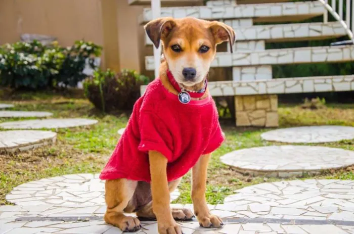 Cachorro ra a SRD idade 2 a 6 meses nome Melissa