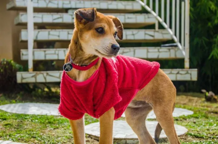 Cachorro ra a SRD idade 2 a 6 meses nome Melissa
