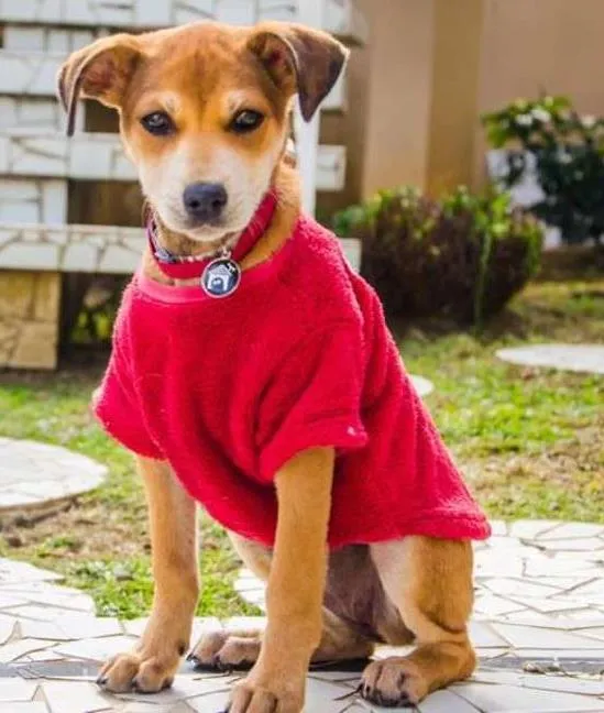 Cachorro ra a SRD idade 2 a 6 meses nome Melissa