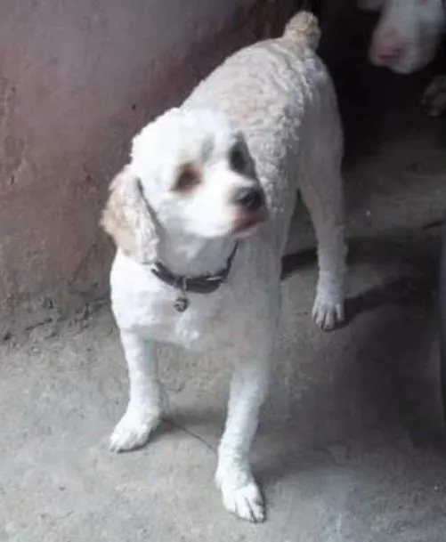 Cachorro ra a Poodle idade 6 ou mais anos nome Frederyco