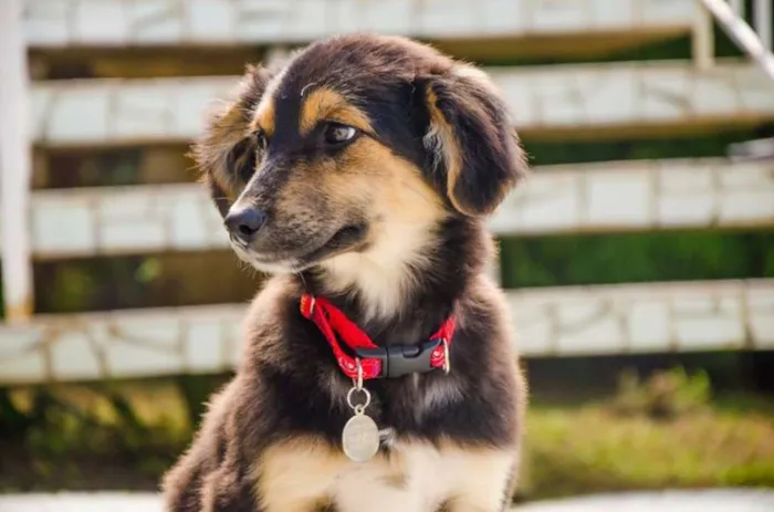 Cachorro ra a SRD idade 2 a 6 meses nome Valentim