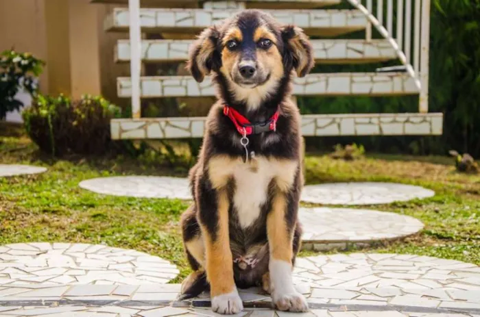 Cachorro ra a SRD idade 2 a 6 meses nome Valentim
