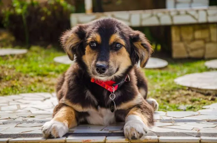 Cachorro ra a SRD idade 2 a 6 meses nome Valentim