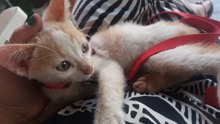 Gato ra a SRD idade 2 a 6 meses nome GATINHO